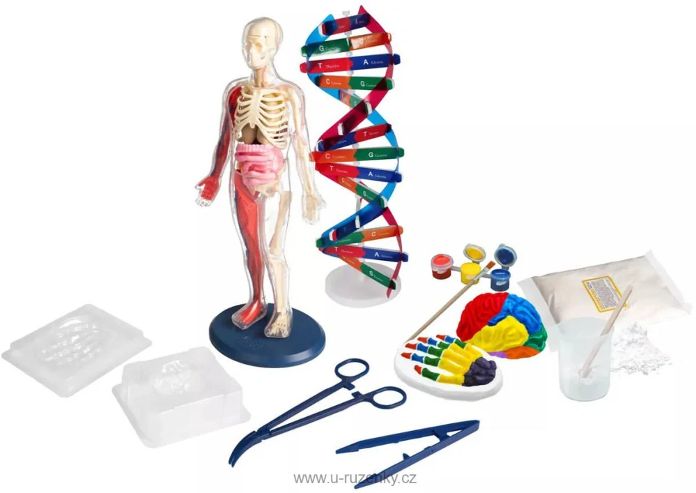 Lidské tělo průvodce anatomií lidského těla